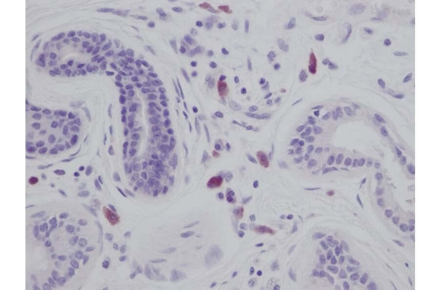 Immunohistochemistry - Anti-IL-8 Antibody - BSA and Azide free (A283926) - Antibodies.com