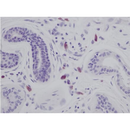 Immunohistochemistry - Anti-IL-8 Antibody - BSA and Azide free (A283926) - Antibodies.com