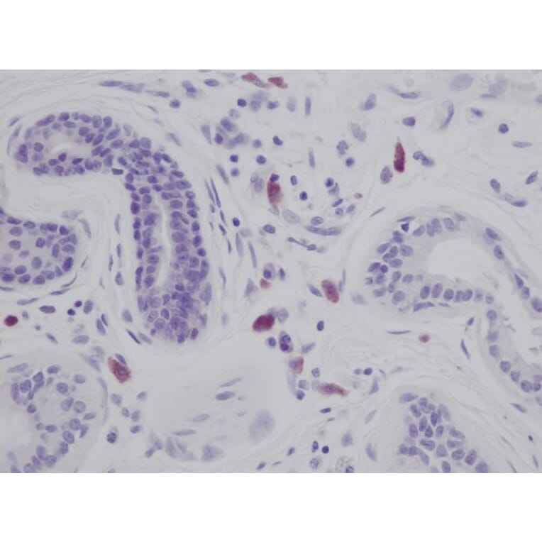 Immunohistochemistry - Anti-IL-8 Antibody - BSA and Azide free (A283926) - Antibodies.com