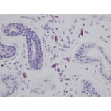 Immunohistochemistry - Anti-IL-8 Antibody - BSA and Azide free (A283926) - Antibodies.com