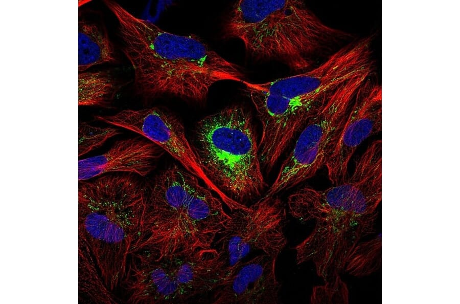 Immunofluorescence  - Anti-IL-8 Antibody - BSA and Azide free (A283926) - Antibodies.com