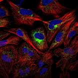 Immunofluorescence  - Anti-IL-8 Antibody - BSA and Azide free (A283926) - Antibodies.com