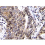Immunohistochemistry - Anti-SDF1 alpha Antibody - BSA and Azide free (A283936) - Antibodies.com