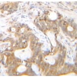 Immunohistochemistry - Anti-SDF1 alpha Antibody - BSA and Azide free (A283936) - Antibodies.com