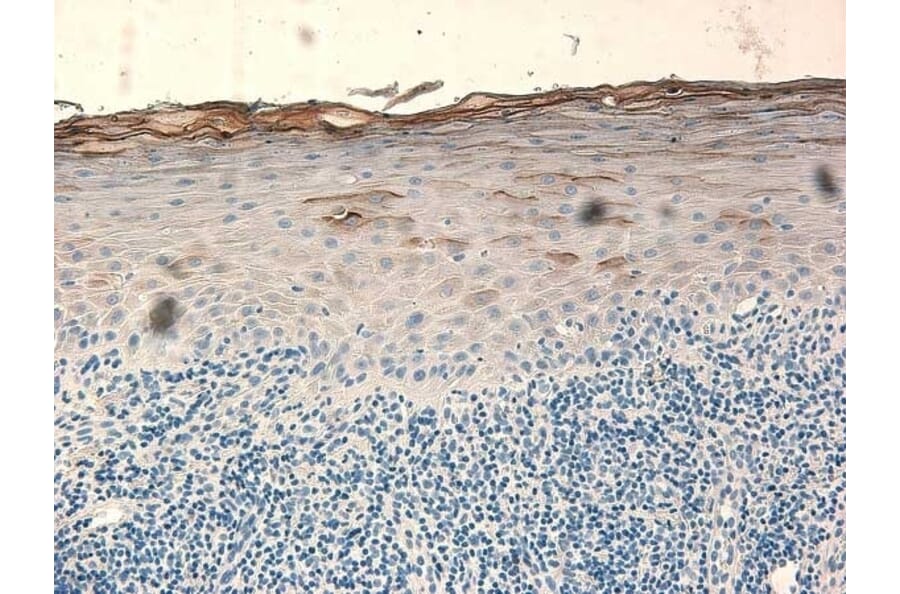 Immunohistochemistry - Anti-beta 2 Defensin / BD-2 Antibody - BSA and Azide free (A283941) - Antibodies.com