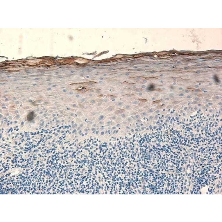 Immunohistochemistry - Anti-beta 2 Defensin / BD-2 Antibody - BSA and Azide free (A283941) - Antibodies.com