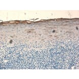 Immunohistochemistry - Anti-beta 2 Defensin / BD-2 Antibody - BSA and Azide free (A283941) - Antibodies.com