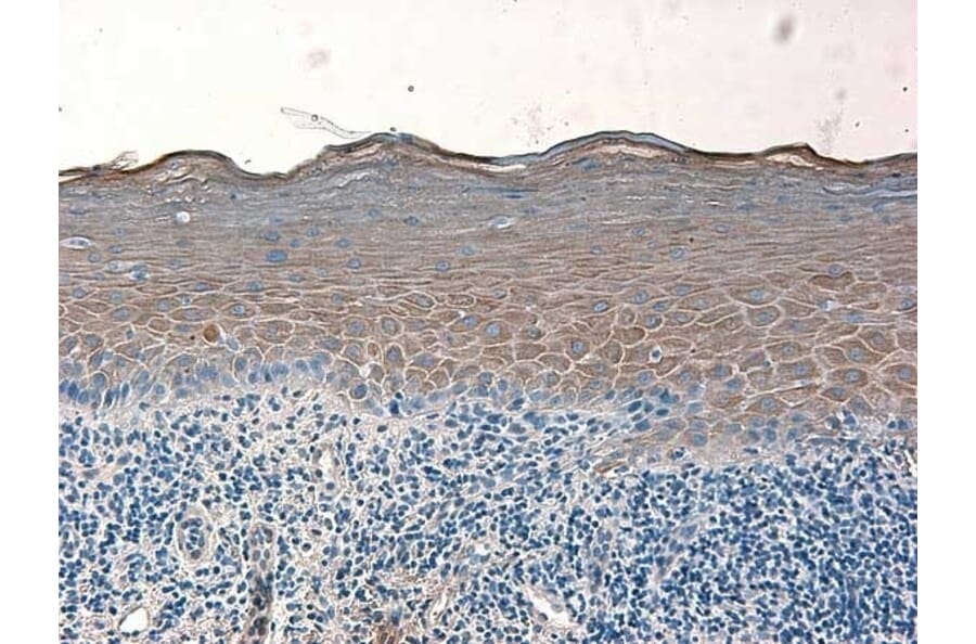 Immunohistochemistry - Anti-beta 2 Defensin / BD-2 Antibody - BSA and Azide free (A283941) - Antibodies.com