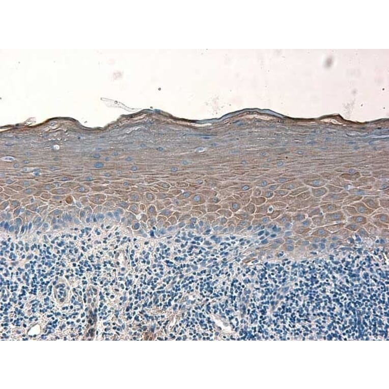Immunohistochemistry - Anti-beta 2 Defensin / BD-2 Antibody - BSA and Azide free (A283941) - Antibodies.com
