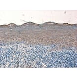 Immunohistochemistry - Anti-beta 2 Defensin / BD-2 Antibody - BSA and Azide free (A283941) - Antibodies.com