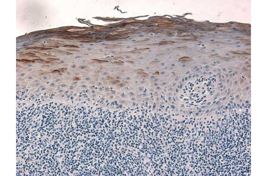 Immunohistochemistry - Anti-beta 2 Defensin / BD-2 Antibody - BSA and Azide free (A283941) - Antibodies.com