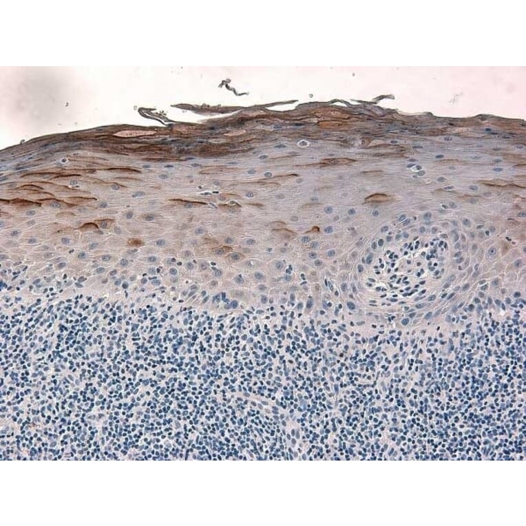 Immunohistochemistry - Anti-beta 2 Defensin / BD-2 Antibody - BSA and Azide free (A283941) - Antibodies.com