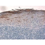 Immunohistochemistry - Anti-beta 2 Defensin / BD-2 Antibody - BSA and Azide free (A283941) - Antibodies.com