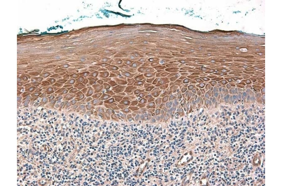 Immunohistochemistry - Anti-beta 2 Defensin / BD-2 Antibody - BSA and Azide free (A283941) - Antibodies.com