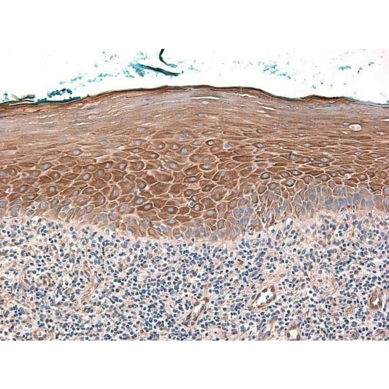 Immunohistochemistry - Anti-beta 2 Defensin / BD-2 Antibody - BSA and Azide free (A283941) - Antibodies.com