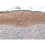 Immunohistochemistry - Anti-beta 2 Defensin / BD-2 Antibody - BSA and Azide free (A283941) - Antibodies.com