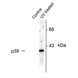 Western Blot - Anti-p38 MAPK (phospho Thr180 + Tyr182) Antibody (A283957) - Antibodies.com