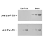 Western Blot - Anti-Tyrosine Hydroxylase (phospho Ser40) Antibody (A283960) - Antibodies.com