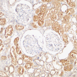 Flow Cytometry - Anti-XIAP Antibody (A283968) - Antibodies.com