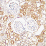 Flow Cytometry - Anti-XIAP Antibody (A283968) - Antibodies.com