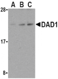 Western Blot - Anti-DAD1 Antibody (A283969) - Antibodies.com