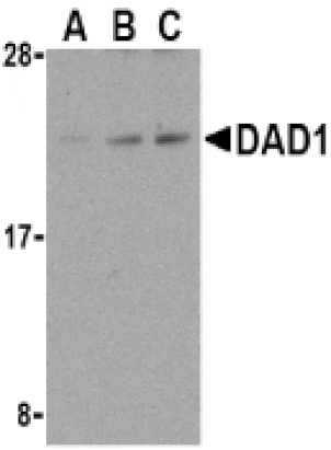 Western Blot - Anti-DAD1 Antibody (A283969) - Antibodies.com