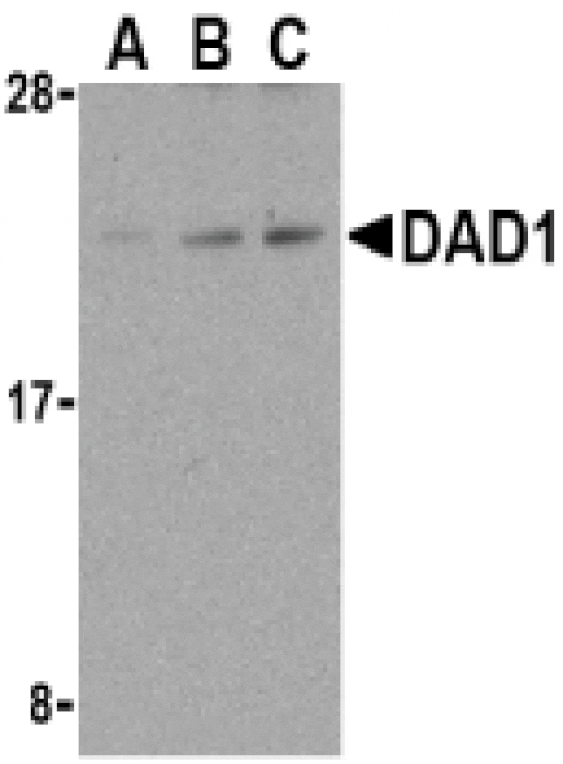 Western Blot - Anti-DAD1 Antibody (A283969) - Antibodies.com
