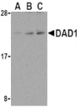 Western Blot - Anti-DAD1 Antibody (A283969) - Antibodies.com