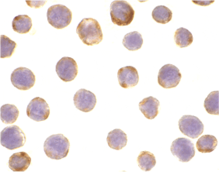 Immunocytochemistry - Anti-DAD1 Antibody (A283969) - Antibodies.com