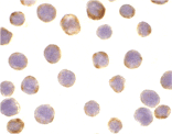 Immunocytochemistry - Anti-DAD1 Antibody (A283969) - Antibodies.com
