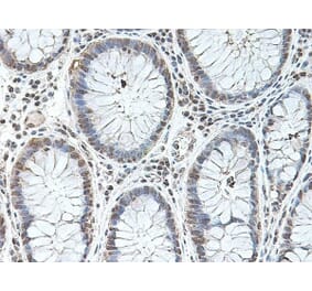 Immunohistochemistry - Anti-BMP2 Antibody (A283982) - Antibodies.com