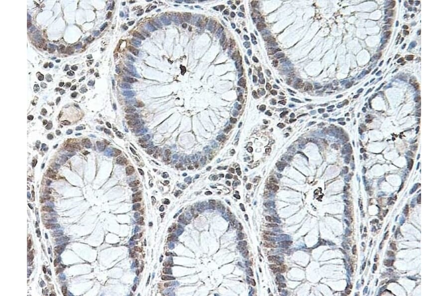 Immunohistochemistry - Anti-BMP2 Antibody (A283982) - Antibodies.com