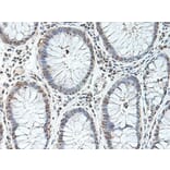 Immunohistochemistry - Anti-BMP2 Antibody (A283982) - Antibodies.com