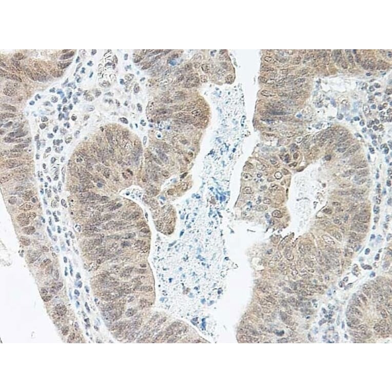 Immunohistochemistry - Anti-BMP2 Antibody (A283982) - Antibodies.com