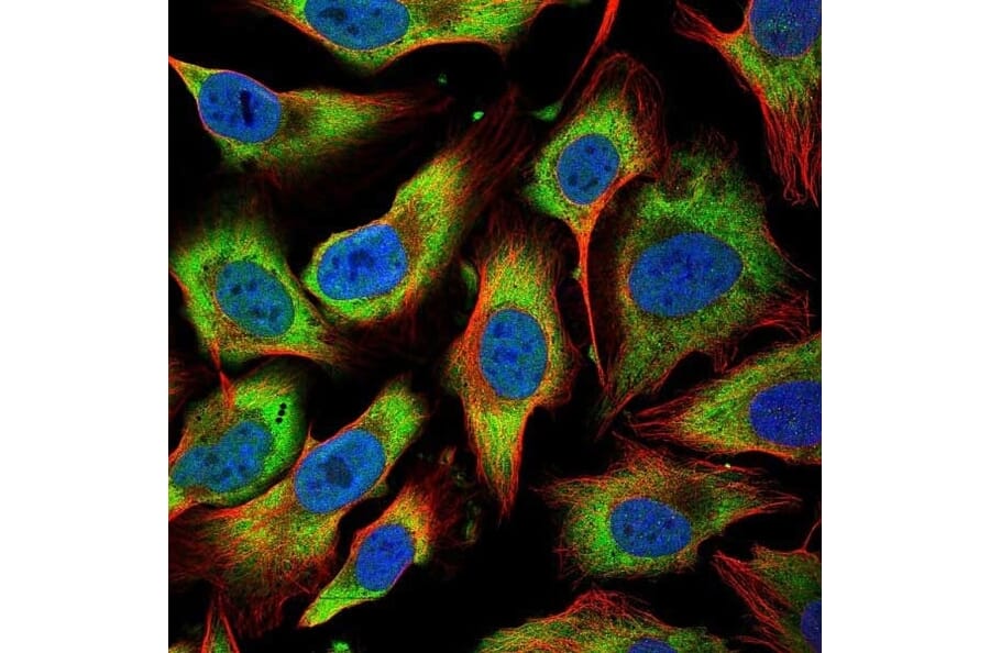 Immunofluorescence  - Anti-BMP2 Antibody (A283982) - Antibodies.com