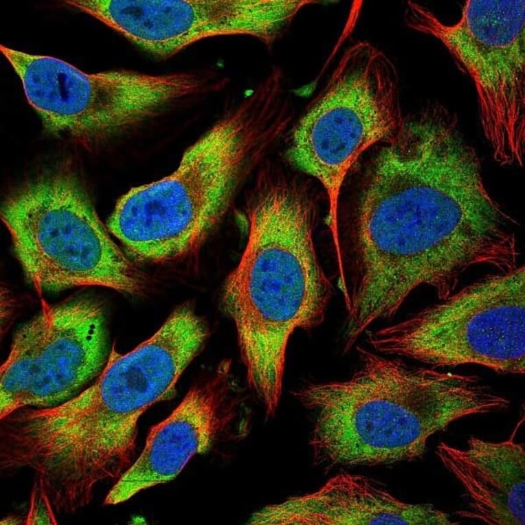 Immunofluorescence  - Anti-BMP2 Antibody (A283982) - Antibodies.com