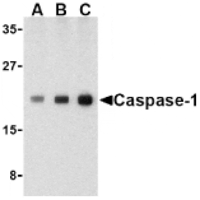 Western Blot - Anti-Caspase-1 Antibody (A283985) - Antibodies.com