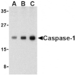 Western Blot - Anti-Caspase-1 Antibody (A283985) - Antibodies.com