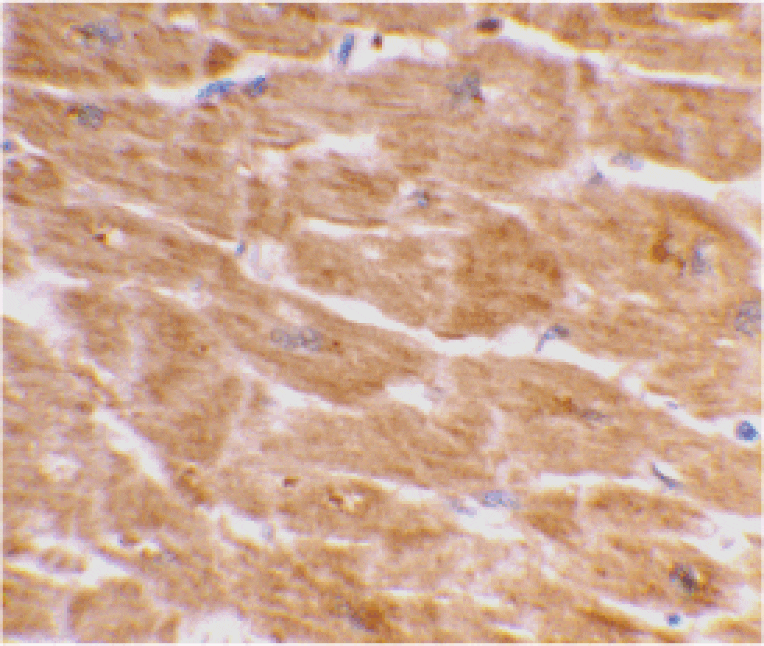 Immunohistochemistry - Anti-Caspase-1 Antibody (A283985) - Antibodies.com