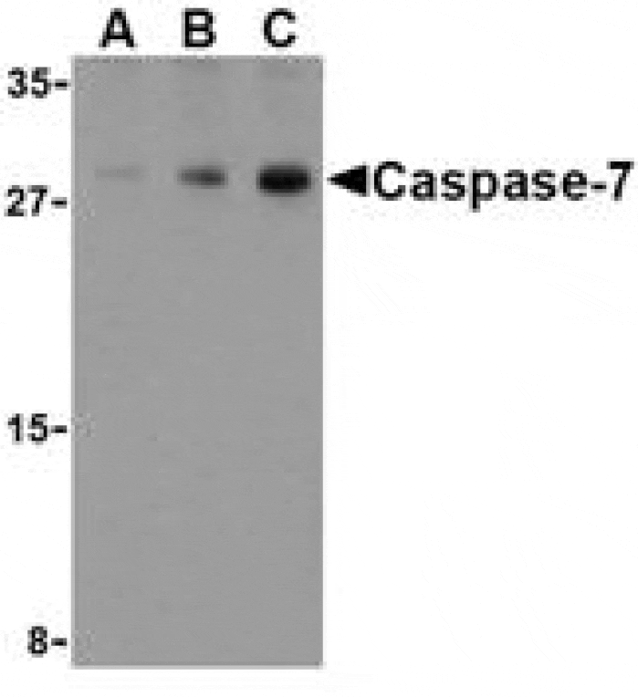Western Blot - Anti-Caspase-7 Antibody (A283988) - Antibodies.com