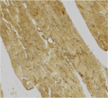Immunohistochemistry - Anti-Caspase-7 Antibody (A283988) - Antibodies.com