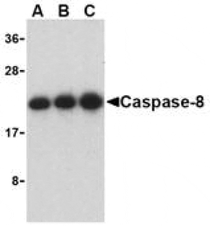 Western Blot - Anti-Caspase-8 Antibody (A283989) - Antibodies.com