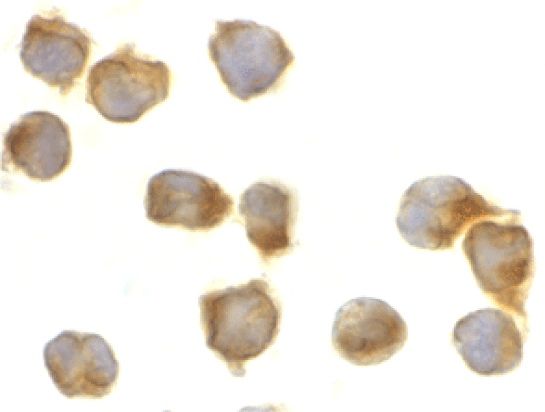 Immunocytochemistry - Anti-Caspase-8 Antibody (A283989) - Antibodies.com