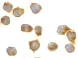 Immunocytochemistry - Anti-Caspase-8 Antibody (A283989) - Antibodies.com