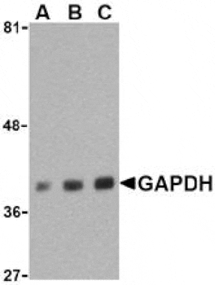 Western Blot - Anti-GAPDH Antibody (A283995) - Antibodies.com