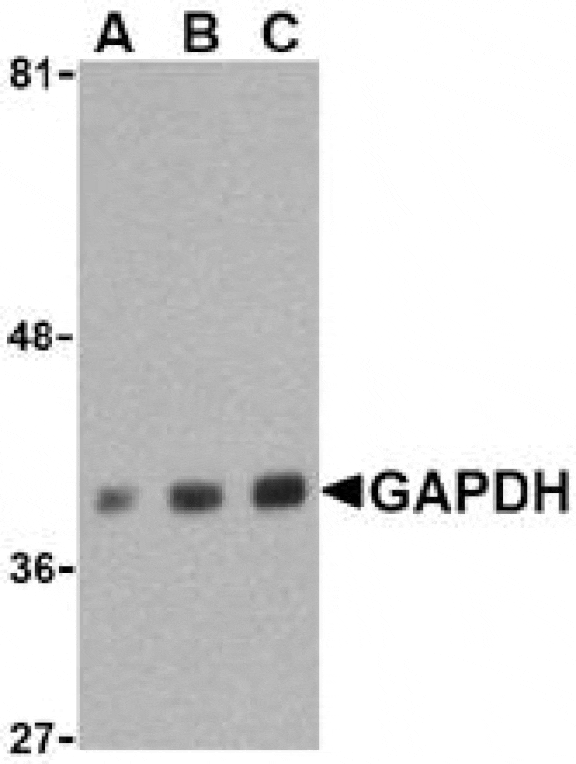 Western Blot - Anti-GAPDH Antibody (A283995) - Antibodies.com