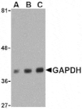 Western Blot - Anti-GAPDH Antibody (A283995) - Antibodies.com