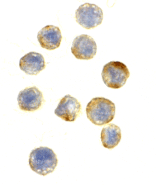 Immunocytochemistry - Anti-GAPDH Antibody (A283995) - Antibodies.com