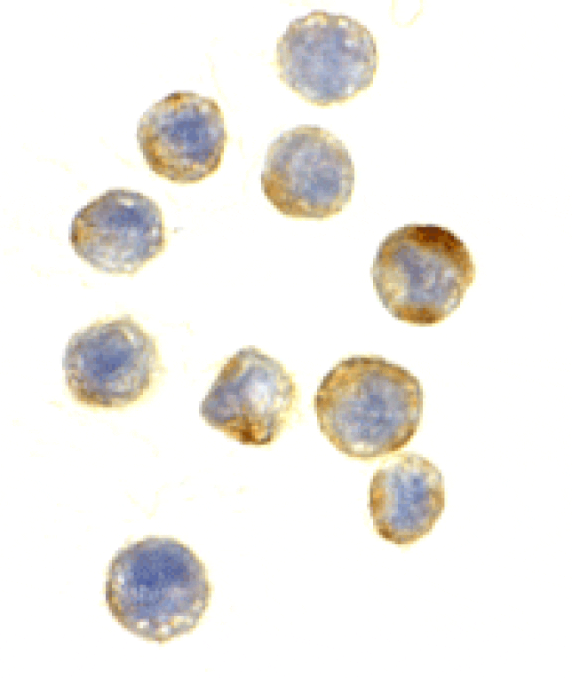 Immunocytochemistry - Anti-GAPDH Antibody (A283995) - Antibodies.com