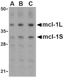 Western Blot - Anti-MCL1 Antibody (A283996) - Antibodies.com